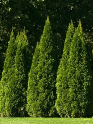 Emerald Green American Arborvitae