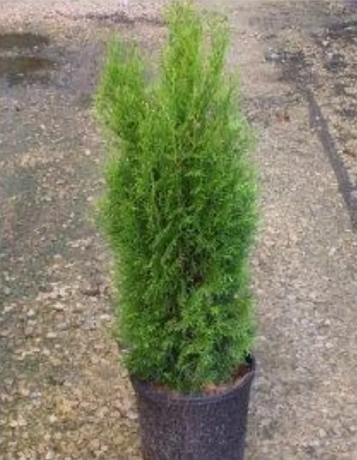 Emerald Green American Arborvitae